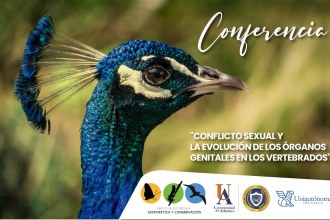 Conferencia: "Conflicto sexual y la evolución de los órganos genitales en los vertebrados"